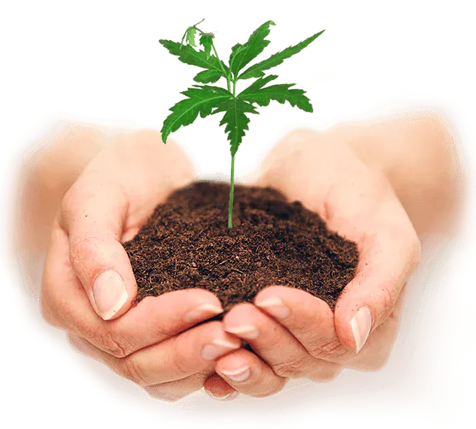 Manos sosteniendo un brote verde que simboliza el compromiso con la protección medioambiental y la responsabilidad social